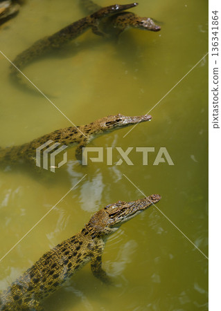 Three crocodiles swimming in murky water near a riverbank during daylight hours in a natural habitat environment Three crocodiles swimming in murky water near a riverbank during daylight hours in a natural habitat environment 136341864