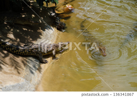 Crocodiles resting together in a natural habitat setting during the daytime in a tropical environment with lush vegetation and warm sunlight 136341867