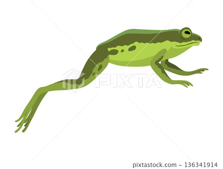 Frog jumping animation icon. Sequences or footage for motion design. Cartoon toad jumping, animal movement concept. Frog leap sequence, vector illustration Frog jumping animation icon. Sequences or footage for motion design. Cartoon toad jumping, animal movement concept. Frog leap sequence, vector illustration 136341914