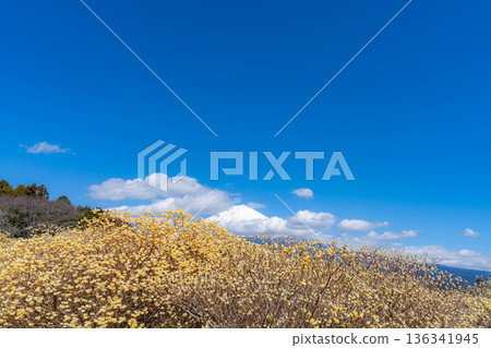 [Mt. Fuji material] Mt. Fuji and Mitsumata flowers as seen from Shiraito Natural Park [Shizuoka Prefecture] 136341945