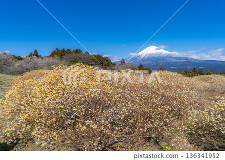 [Mt. Fuji material] Mt. Fuji and Mitsumata flowers as seen from Shiraito Natural Park [Shizuoka Prefecture] 136341952