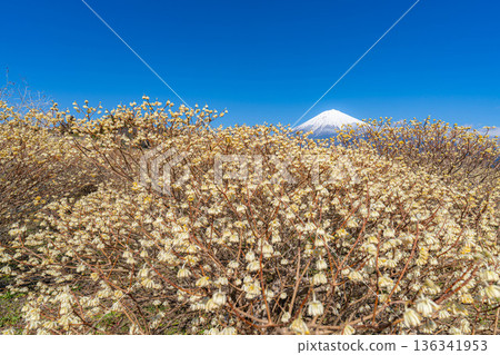 [Mt. Fuji material] Mt. Fuji and Mitsumata flowers as seen from Shiraito Natural Park [Shizuoka Prefecture] 136341953