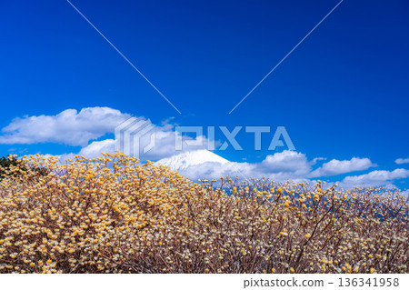 [Mt. Fuji material] Mt. Fuji and Mitsumata flowers as seen from Shiraito Natural Park [Shizuoka Prefecture] 136341958