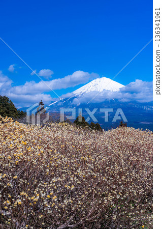 [Mt. Fuji material] Mt. Fuji and Mitsumata flowers as seen from Shiraito Natural Park [Shizuoka Prefecture] 136341961