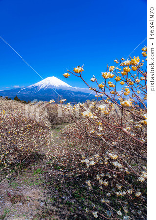 [Mt. Fuji material] Mt. Fuji and Mitsumata flowers as seen from Shiraito Natural Park [Shizuoka Prefecture] 136341970