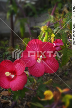 Large red Hibiscus flowers blooming in a garden in late autumn in November 136342020