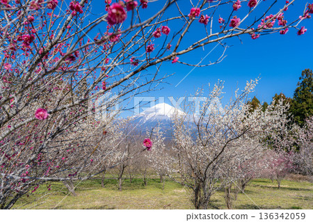 [Mt. Fuji material] Mt. Fuji and plum blossoms as seen from Fujinomiya City, Shizuoka Prefecture [Shizuoka Prefecture] 136342059