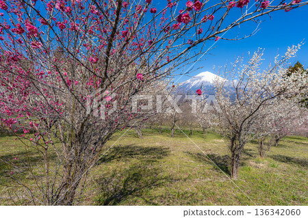 [富士山素材] 從靜岡縣富士宮市看到的富士山和梅花 [靜岡縣] 136342060