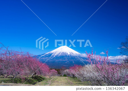 [Mt. Fuji material] Mt. Fuji and plum blossoms as seen from Fujinomiya City, Shizuoka Prefecture [Shizuoka Prefecture] 136342067