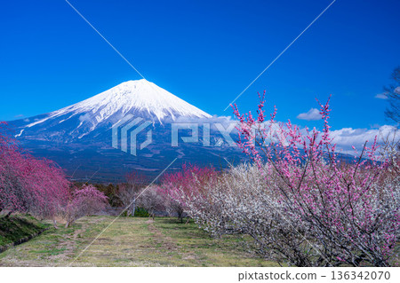 [Mt. Fuji material] Mt. Fuji and plum blossoms as seen from Fujinomiya City, Shizuoka Prefecture [Shizuoka Prefecture] 136342070