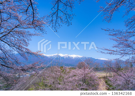 [櫻花] 從大草城跡公園眺望中央阿爾卑斯的櫻花與殘雪[長野縣] 136342168