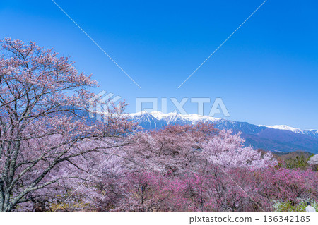 [Cherry Blossoms] Cherry blossoms and remaining snow on the Central Alps as seen from Okusa Castle Ruins Park [Nagano Prefecture] 136342185