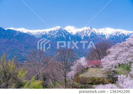 [Cherry Blossoms] Cherry blossoms and remaining snow on the Central Alps as seen from Okusa Castle Ruins Park [Nagano Prefecture] 136342200