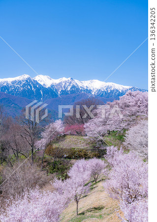 [Cherry Blossoms] Cherry blossoms and remaining snow on the Central Alps as seen from Okusa Castle Ruins Park [Nagano Prefecture] 136342205