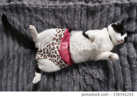 Cat sleeping on a grey blanket wearing leopard print and pink underwear in a humorous pose. 136342291