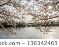 櫻花、河流和陽光交相輝映的風景 136342463