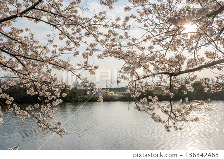 櫻花、河流和陽光交相輝映的風景 136342463