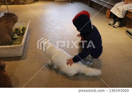 Monkey Land & Anitown, Nikko, Tochigi, Monkey Monkey Land & Anitown, Nikko, Tochigi, Monkey 136343000