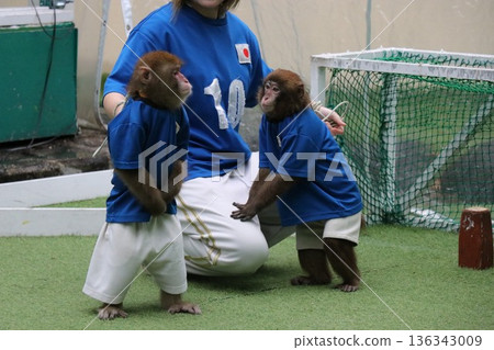 猴島樂園和動物城,日光,栃木縣,猴島 猴島樂園和動物城,日光,栃木縣,猴島 136343009