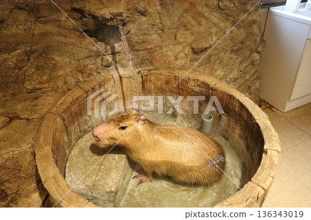 猴島樂園和動物城,日光,栃木縣,猴島 猴島樂園和動物城,日光,栃木縣,猴島 136343019