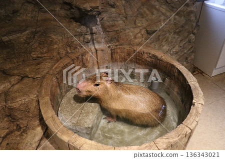 猴島樂園和動物城,日光,栃木縣,猴島 猴島樂園和動物城,日光,栃木縣,猴島 136343021