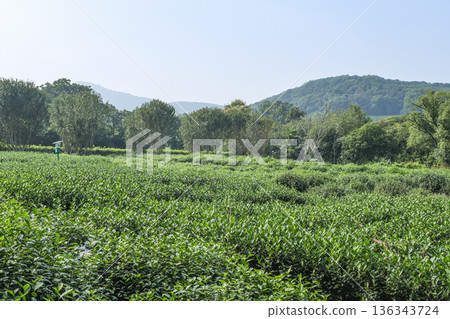 杭州西湖沿岸的龍井茶園 136343724