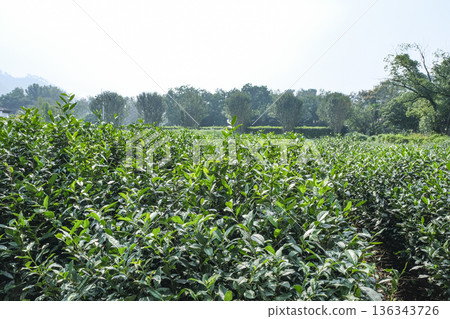 杭州西湖沿岸的龍井茶園 杭州西湖沿岸的龍井茶園 136343726