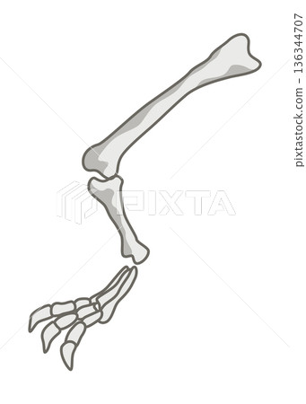 Dinosaurs skeletons parts underground. Fossils, bones of prehistoric reptiles and ammonites Dinosaurs skeletons parts underground. Fossils, bones of prehistoric reptiles and ammonites 136344707