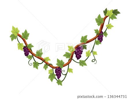 Grape bunch. Cluster of berries and leaves. Grape vine, decorative climbing plant. Fruit, growing healthy food isolated on white background 136344731