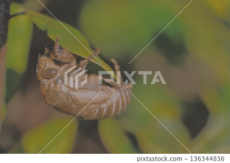 An empty shell who has climbed the ladder to adulthood An empty shell who has climbed the ladder to adulthood 136344836