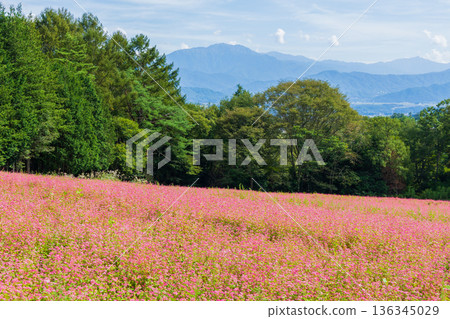 Autumn in Shinshu Ina Valley, Minowa Town, Nagano Prefecture, Akasoba Village and the Southern Alps Autumn in Shinshu Ina Valley, Minowa Town, Nagano Prefecture, Akasoba Village and the Southern Alps 136345029