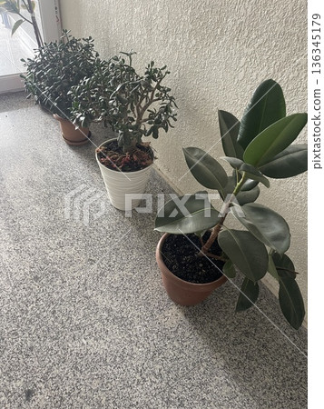 Indoor plants arranged on a surface near a window in an indoor space during daylight hours 136345179