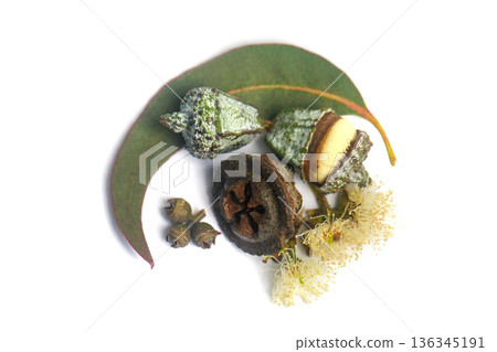 Fresh green eucalyptus leaves with seeds on white background 136345191
