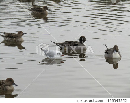 Winter migratory birds Pintail and Black-headed Gull that came to Inage Seaside Park beach pond Winter migratory birds Pintail and Black-headed Gull that came to Inage Seaside Park beach pond 136345252