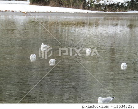 Winter migratory bird black-headed gull that came to Inage Seaside Park beach pond 136345255