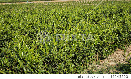 Young green tea leaves and tender shoots of tea plants in a tea plantation. Young green tea leaves and tender shoots of tea plants in a tea plantation. 136345300