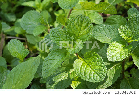 Organic green mint leaves close up 136345301