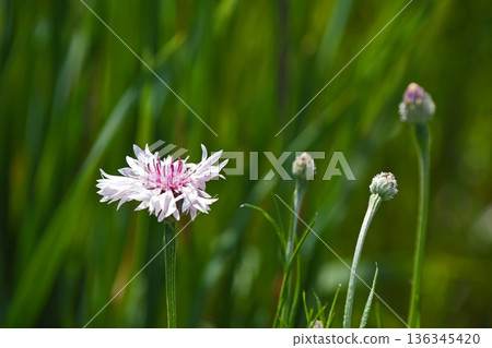 Yagurumagiku（Yagurugiku） 136345420