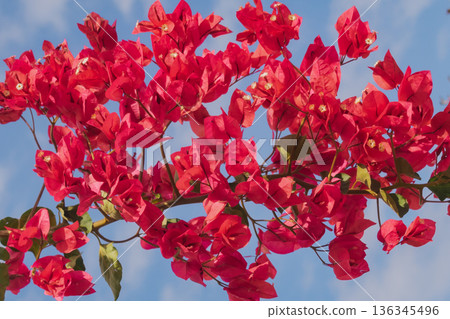 Mediterranean summer: bright pink bougainvillea blooming under sunny sky Mediterranean summer: bright pink bougainvillea blooming under sunny sky 136345496
