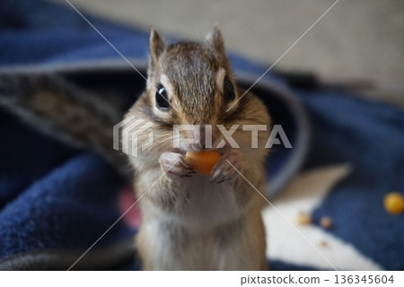 Chipmunks eat food Chipmunks eat food 136345604