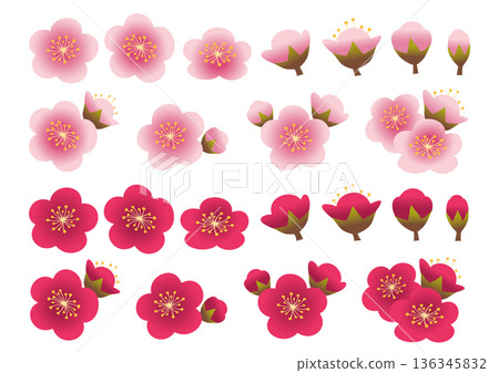 一組梅花花瓣和花苞 一組梅花花瓣和花苞 136345832