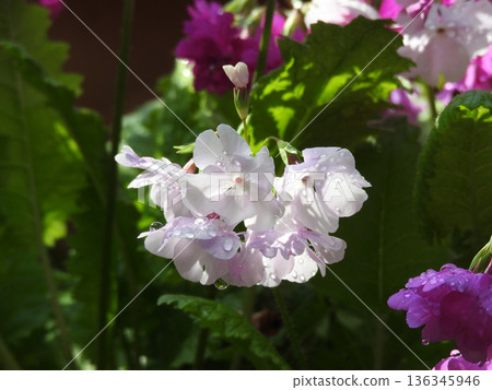 Wake-up shower Wake-up shower 136345946