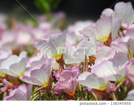 少女遊行 136345950