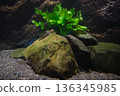 A cute-faced goby with a habit of sticking to rocks 136345985