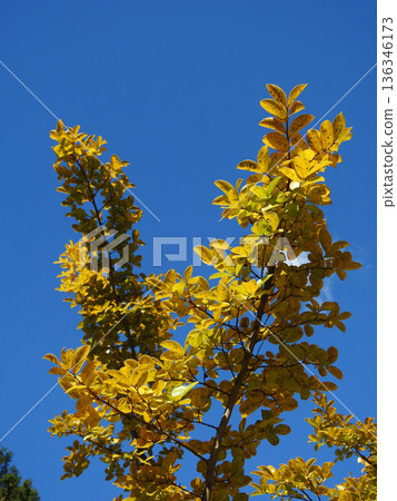 Colored Crape Myrtle Colored Crape Myrtle 136346173