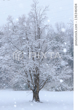 冬日清晨，雪中的一棵樹 136346404