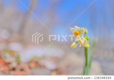 公園裡,積雪未消,水仙花卻已盛開。 公園裡,積雪未消,水仙花卻已盛開。 136346584
