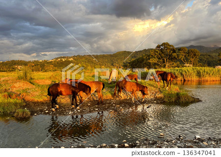 Horses on countryside on sunrise on summer Horses on countryside on sunrise on summer 136347041