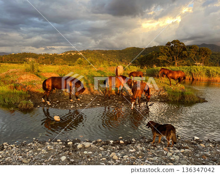 Horses grazing the grass on a sunset 136347042