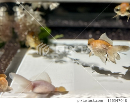 金魚優雅遊動的剪影與櫻花盛開－現代日式水下春景 136347048